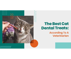 The Best Cat Dental Treats: According To A Veterinarian | free-classifieds-usa.com - 1