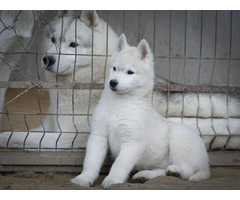 Siberian Husky puppies | free-classifieds-usa.com - 1
