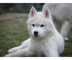 Siberian Husky puppies | free-classifieds-usa.com - 4