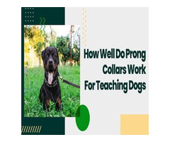 How Well Do Prong Collars Work For Teaching Dogs? | free-classifieds-usa.com - 1