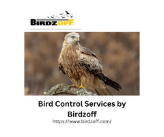 Best bird control services in California by Birdzoff | free-classifieds-usa.com - 1