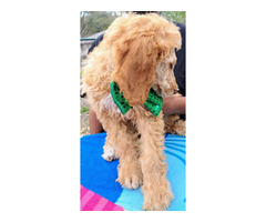 Standard Poodle Puppies Available  | free-classifieds-usa.com - 1