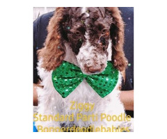 Standard Poodle Puppies Available  | free-classifieds-usa.com - 3