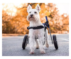 Online Store for Pet Mobility Products | free-classifieds-usa.com - 2