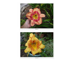 Daylilies for Sale in Georgia - Merrilily Gardens | free-classifieds-usa.com - 1