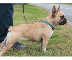 We looking for a pure bred French Bulldog pup with a longer nose...  | free-classifieds-usa.com - 1