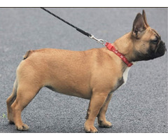 We looking for a pure bred French Bulldog pup with a longer nose...  | free-classifieds-usa.com - 2