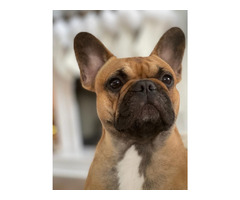 We looking for a pure bred French Bulldog pup with a longer nose...  | free-classifieds-usa.com - 3