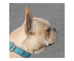 We looking for a pure bred French Bulldog pup with a longer nose...  | free-classifieds-usa.com - 4