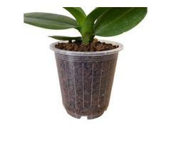 Check out the rare collection of Clear Orchid Pot at Green Barn Orchid | free-classifieds-usa.com - 1