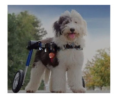 Best Friend Mobility Dog wheelchair | free-classifieds-usa.com - 1