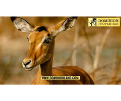 Texas Hunting Ranch For Sale | Dominion Lands | free-classifieds-usa.com - 1