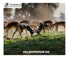 Texas Hunting Ranch For Sale | Dominion Lands | free-classifieds-usa.com - 2