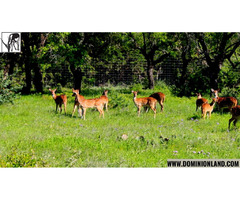 Texas Hunting Ranch For Sale | Dominion Lands | free-classifieds-usa.com - 3