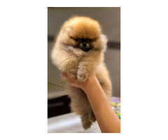Pomeranian BOO  teddy-bears | free-classifieds-usa.com - 1