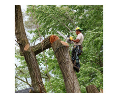 Avail The Best Tree Trimming Deltona Services From Claytons Quality Tree Service  | free-classifieds-usa.com - 1