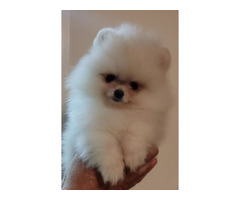 MINI Pomeranian puppies | free-classifieds-usa.com - 1
