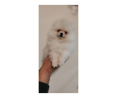 MINI Pomeranian puppies | free-classifieds-usa.com - 2