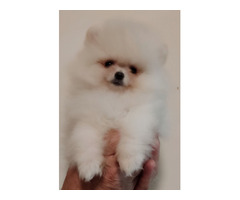 MINI Pomeranian puppies | free-classifieds-usa.com - 3
