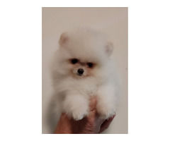 MINI Pomeranian puppies | free-classifieds-usa.com - 4