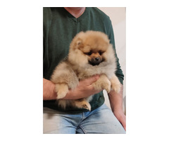 Pomeranian puppies TOP quality | free-classifieds-usa.com - 1