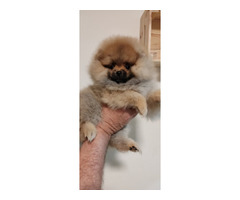 Pomeranian puppies TOP quality | free-classifieds-usa.com - 3