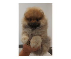 Pomeranian puppies TOP quality | free-classifieds-usa.com - 4