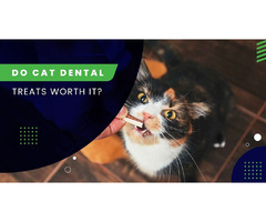 Do Cat Dental Treats Worth It? | free-classifieds-usa.com - 1