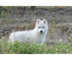 Siberian Husky puppies for sale | free-classifieds-usa.com - 1