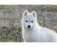 Siberian Husky puppies for sale | free-classifieds-usa.com - 2