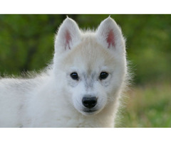 Siberian Husky puppies for sale | free-classifieds-usa.com - 3