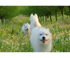 Siberian Husky puppies for sale | free-classifieds-usa.com - 4