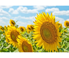 Find Halal-certified sunflower oil from Eagle Asia, the reliable sunflower seeds Exporter | free-classifieds-usa.com - 1
