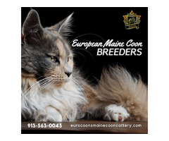 European Maine Coon Breeders | free-classifieds-usa.com - 1