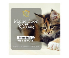 Maine Coon Kittens For Sale | free-classifieds-usa.com - 1