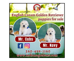 English Cream Golden Retriever Puppies for Sale: Enchanting Elegance | free-classifieds-usa.com - 1