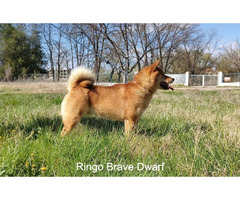 Shiba Inu dogs for sale | free-classifieds-usa.com - 1