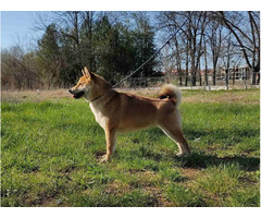 Shiba Inu dogs for sale | free-classifieds-usa.com - 3