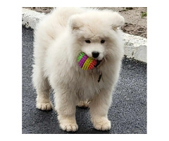 Samoyed puppies for sale | free-classifieds-usa.com - 1