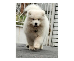 Samoyed puppies for sale | free-classifieds-usa.com - 2
