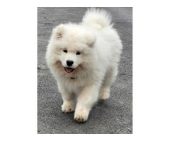 Samoyed puppies for sale | free-classifieds-usa.com - 3