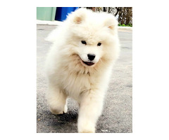Samoyed puppies for sale | free-classifieds-usa.com - 4