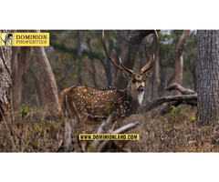 Texas Hunting Land For Sale | Dominion Lands | free-classifieds-usa.com - 1