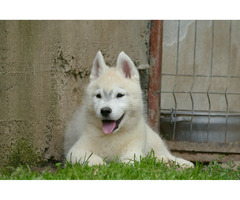 Siberian Husky BEAUTIFUL puppies | free-classifieds-usa.com - 1