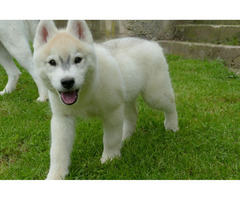 Siberian Husky BEAUTIFUL puppies | free-classifieds-usa.com - 2