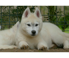 Siberian Husky BEAUTIFUL puppies | free-classifieds-usa.com - 3