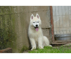 Siberian Husky BEAUTIFUL puppies | free-classifieds-usa.com - 4