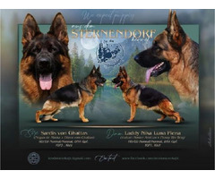 German Shepherd Dog | free-classifieds-usa.com - 1