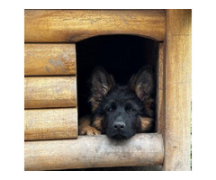 German Shepherd Dog | free-classifieds-usa.com - 3