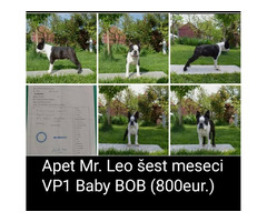 Boston terrier | free-classifieds-usa.com - 3